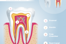 tooth anatomy