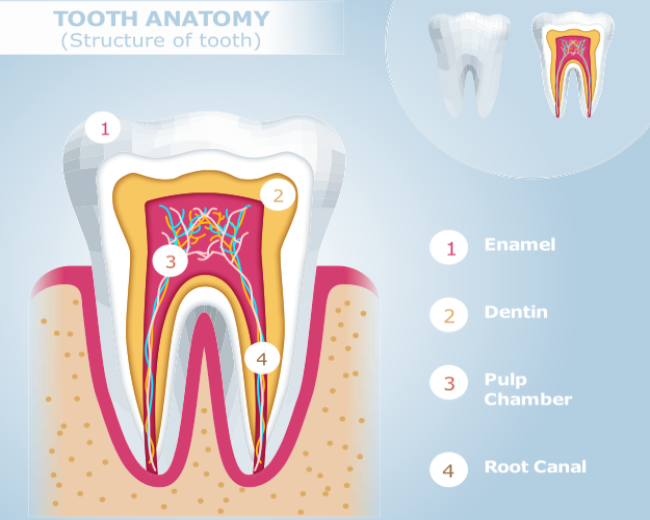 tooth anatomy